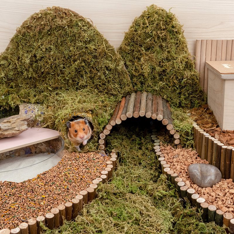Why Dust Free Oak Cork Hamster Bedding is a Must-Have for Your Pet