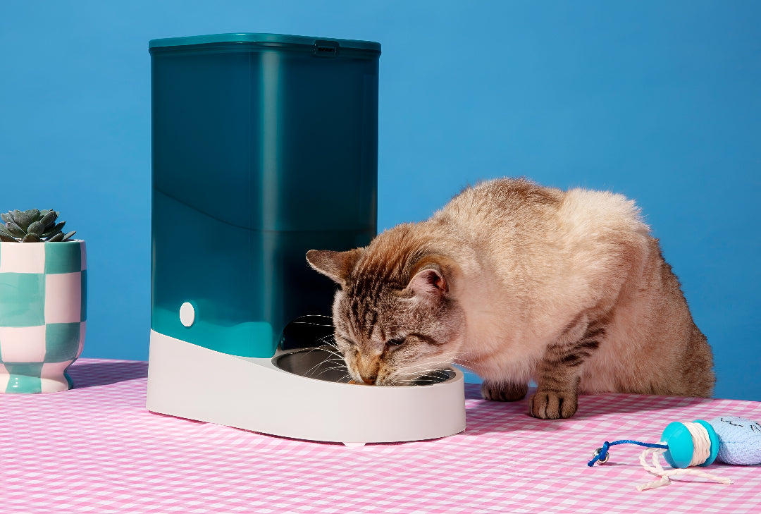 Best Feeding Supplies for Everyday Pet Care