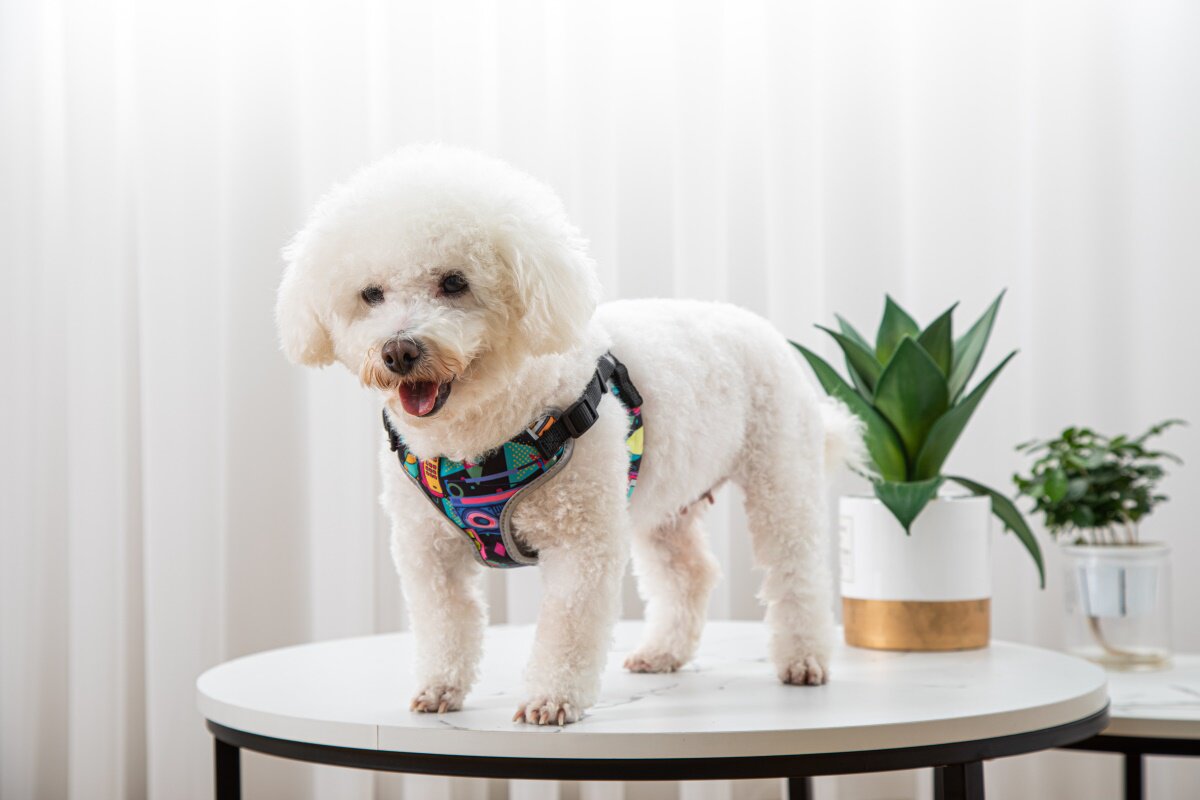 Pet Vest Style Walking Harness With Leash For Outdoor Use