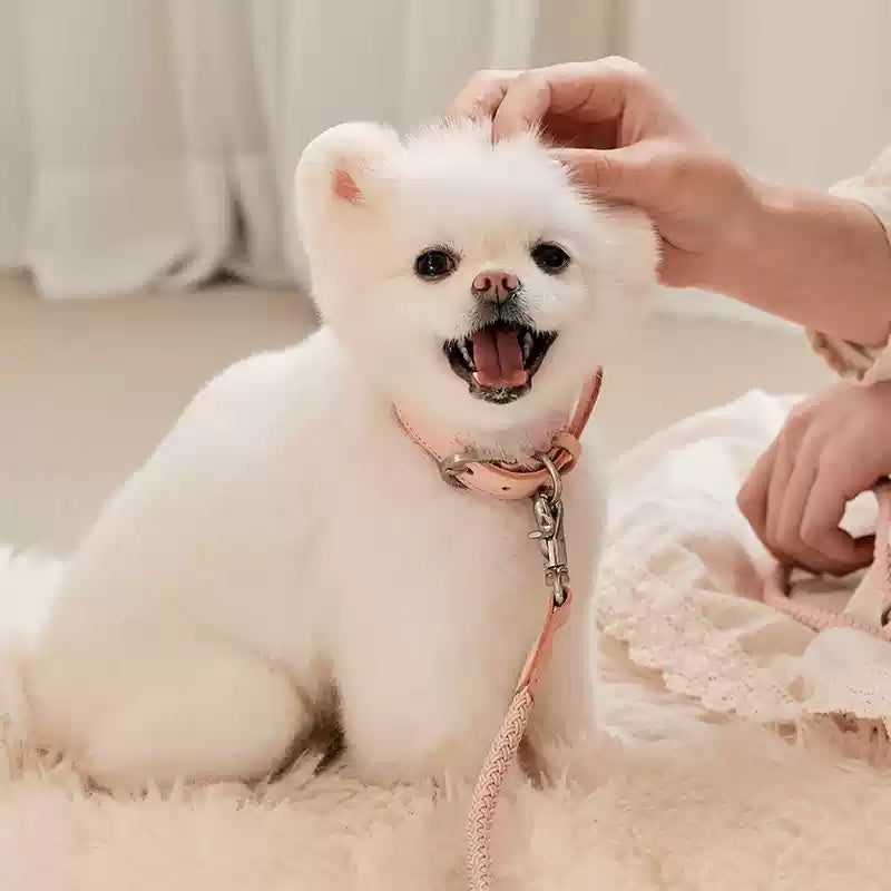 Pet Leather Collar Handheld Rope Leash For Small And Medium Pets
