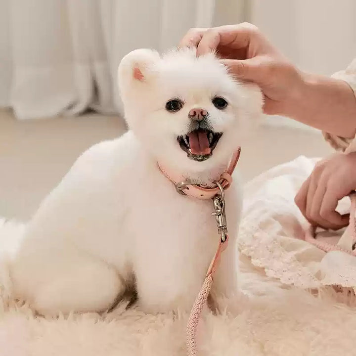 Pet Leather Collar Handheld Rope Leash For Small And Medium Pets