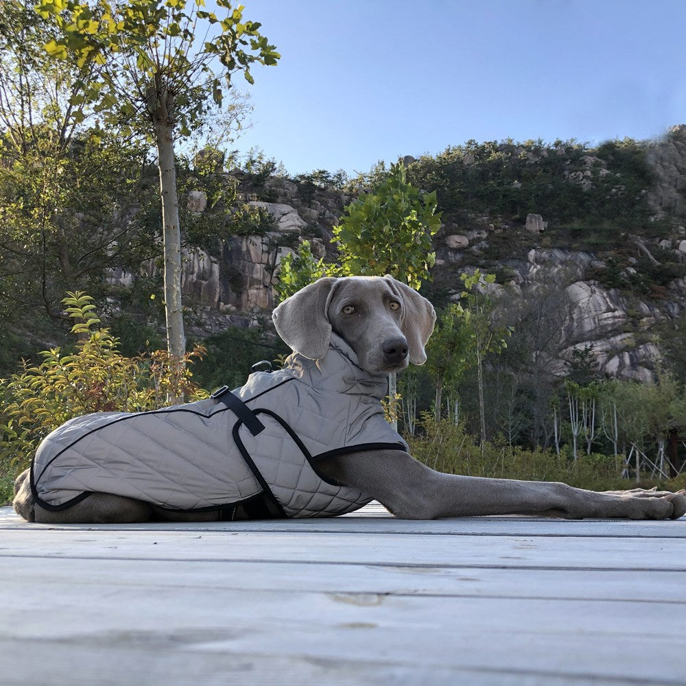 Outdoor Gear Reflective Pet Jacket