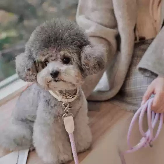 Pet Leather Collar Handheld Rope Leash For Small And Medium Pets
