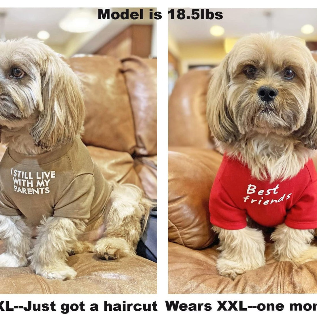 Novelty Pet T-Shirt
