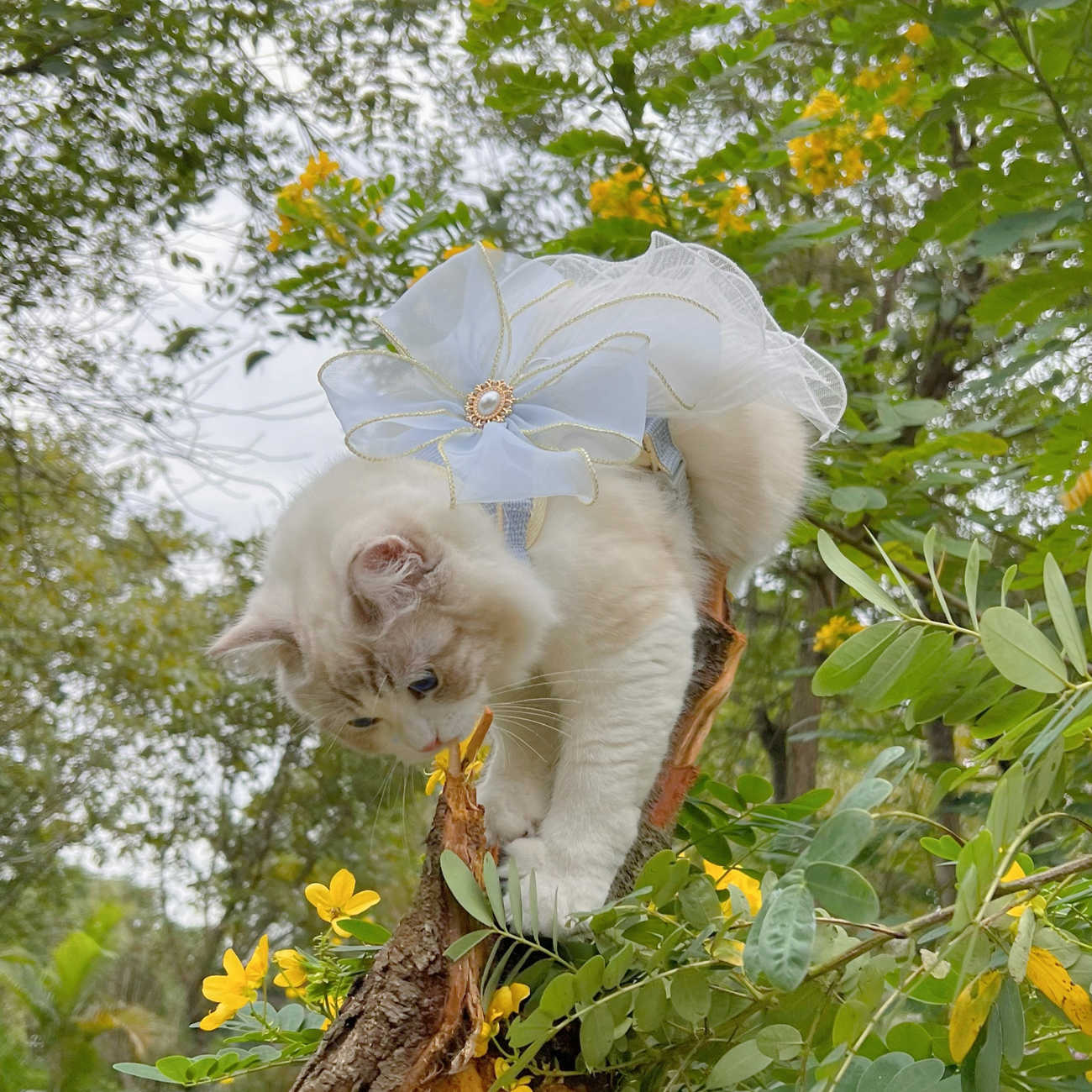 Layered Yarn Pet Universal Cat Puppy Control Leash