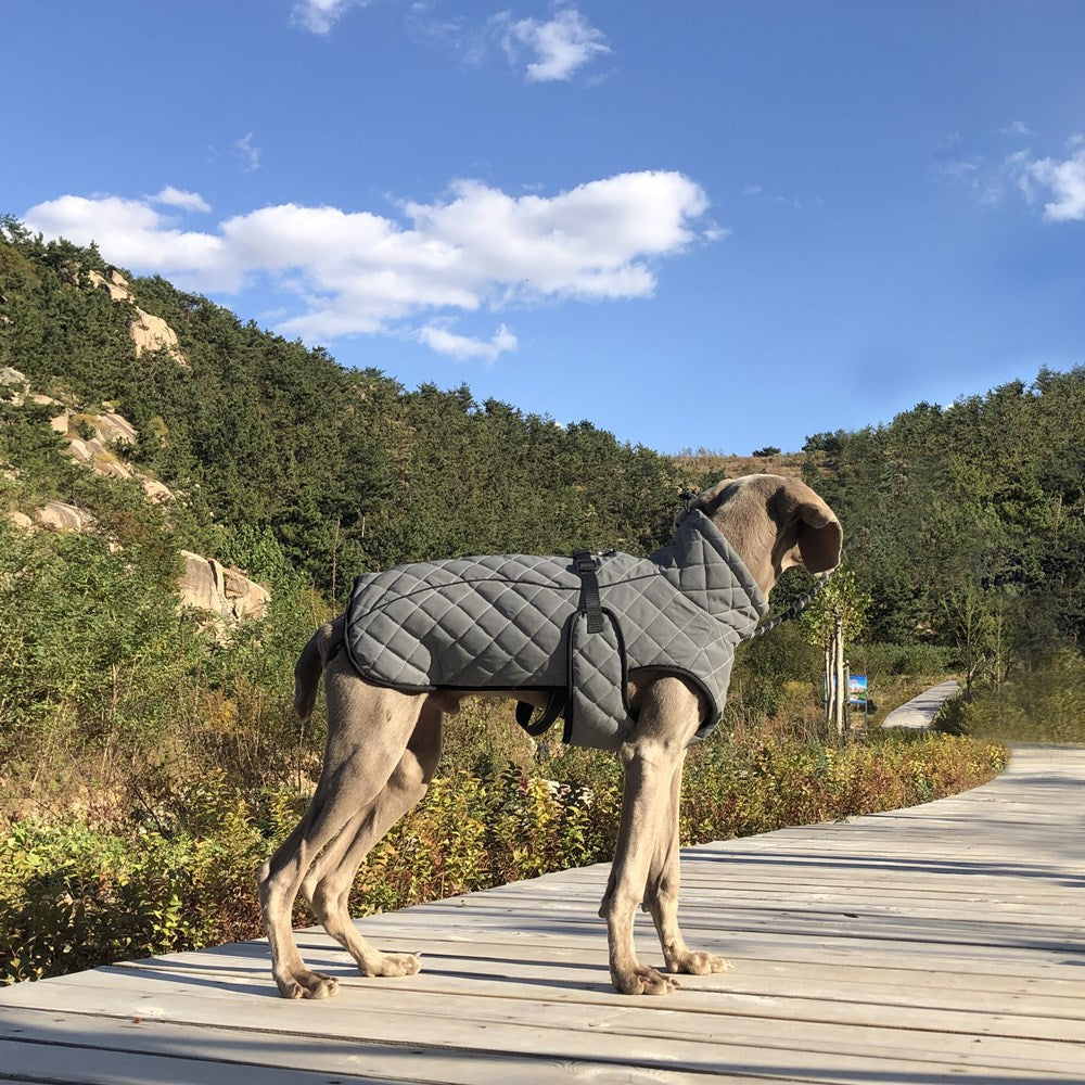 Outdoor Gear Reflective Pet Jacket