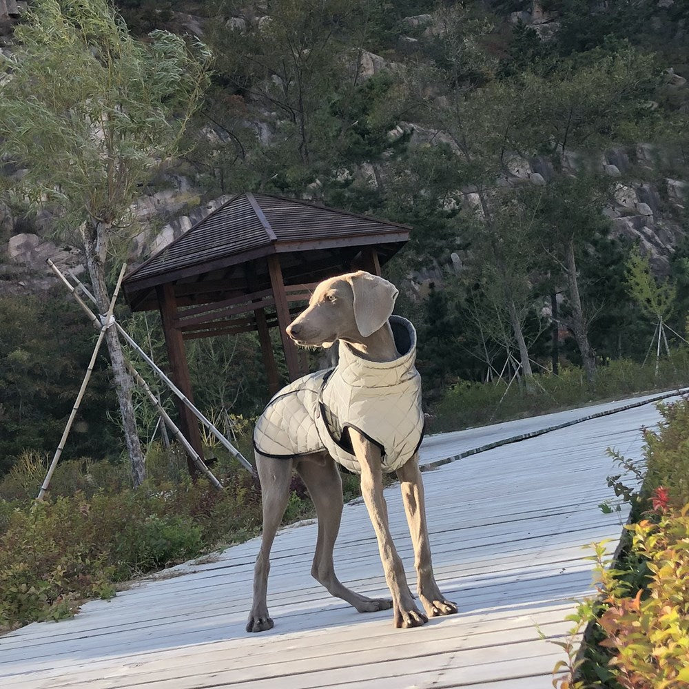 Outdoor Gear Reflective Pet Jacket