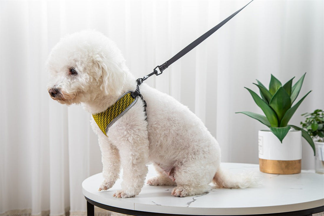 Pet Vest Style Walking Harness With Leash For Outdoor Use